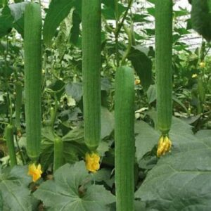 kitchenseeds (20) Asian Vegetable Edible Luffa Seeds , Long Smooth Sponge Gourd, Muop Huong