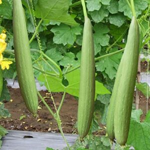 kitchenseeds (20) Asian Vegetable Edible Luffa Seeds , Long Smooth Sponge Gourd, Muop Huong