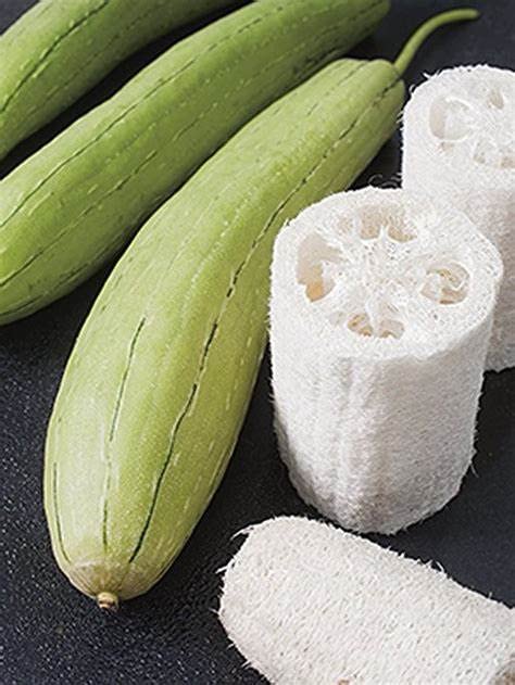 kitchenseeds (20) Asian Vegetable Edible Luffa Seeds , Long Smooth Sponge Gourd, Muop Huong