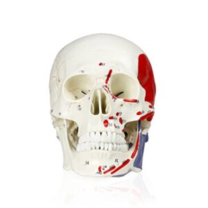 walter products b10208 human skull model with markings, life size