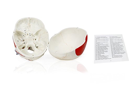 Walter Products B10208 Human Skull Model with Markings, Life Size