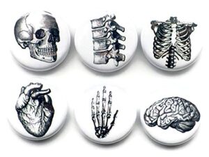 anatomy 6 magnets brain skull anatomy hand anatomical heart vertebrae human body geekery skeleton stocking stuffer party favor med student gift