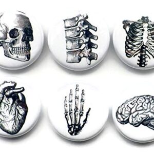 Anatomy 6 Magnets Brain Skull Anatomy Hand Anatomical Heart Vertebrae Human Body Geekery Skeleton Stocking Stuffer Party Favor med Student Gift