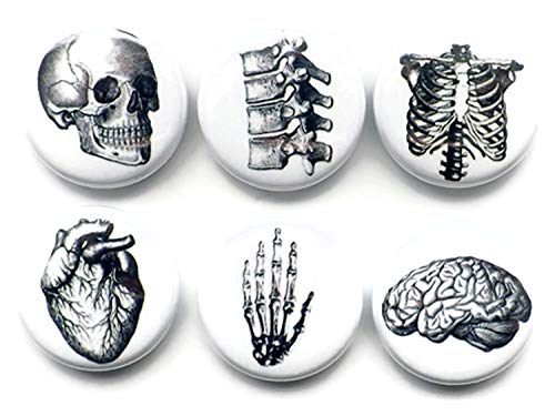 Anatomy 6 Magnets Brain Skull Anatomy Hand Anatomical Heart Vertebrae Human Body Geekery Skeleton Stocking Stuffer Party Favor med Student Gift