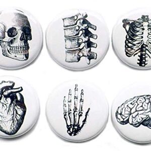 Anatomy 6 Magnets Brain Skull Anatomy Hand Anatomical Heart Vertebrae Human Body Geekery Skeleton Stocking Stuffer Party Favor med Student Gift