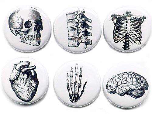 Anatomy 6 Magnets Brain Skull Anatomy Hand Anatomical Heart Vertebrae Human Body Geekery Skeleton Stocking Stuffer Party Favor med Student Gift