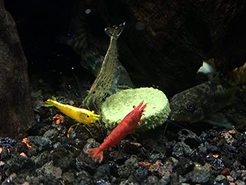 Aquatic Arts Algae Wafers (8 Ounce) Sinking Food for Live Aquarium Shrimp, Fish (Pleco/Tetra), Snails, and Bottom Feeders | High Protein Spirulina Blend Fish Food for Fish Tank Aquariums
