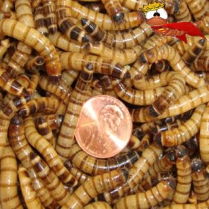 bassett's cricket ranch 500 live superworms grown