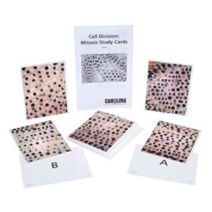 cell division: mitosis study cards, set of 32