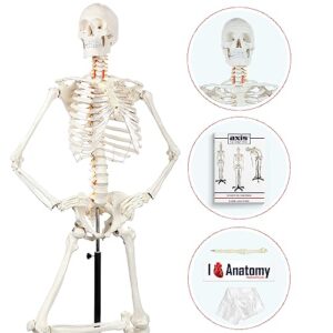 anatomy skeleton model, adult human anatomical skeletal model - made for students, teachers, medical professionals - includes bone anatomy numbering guide, dust cover & stand - made by axis scientific