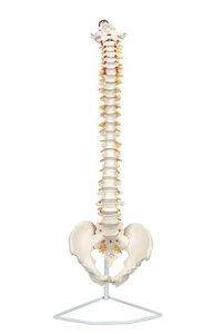 axis scientific, 34 life size spine model with vertebrae,nerves,arteries, lumbar column,male pelvis - human anatomy model for education & study - includes stand/product manual - plastic spine model