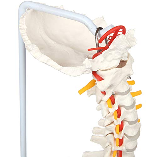 Axis Scientific, 34 Life Size Spine Model with Vertebrae,Nerves,Arteries, Lumbar Column,Male Pelvis - Human Anatomy Model for Education & Study - Includes Stand/Product Manual - Plastic Spine Model