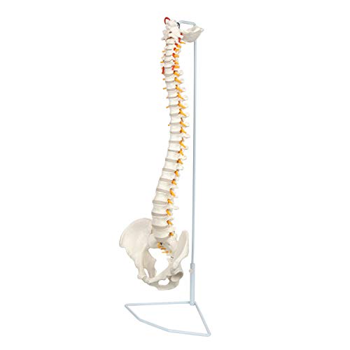 Axis Scientific, 34 Life Size Spine Model with Vertebrae,Nerves,Arteries, Lumbar Column,Male Pelvis - Human Anatomy Model for Education & Study - Includes Stand/Product Manual - Plastic Spine Model