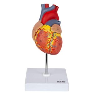 axis scientific heart model, 2-part deluxe life size human heart anatomical replica, 34 anatomical structures, 3d heart model anatomy, magnetic design, mounted display base, detailed product manual
