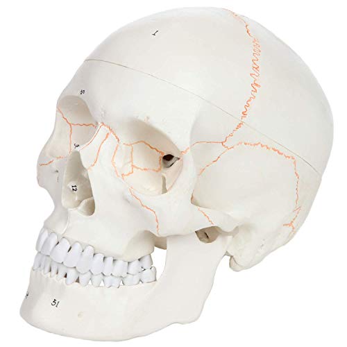 Axis Scientific Numbered Human Skull Model Bundle, 3 Part Life Size Replica, Removable Calvarium (Skull Cap), Mandible (Jaw) and 55 Numbered Features, Includes Detailed Study Guide