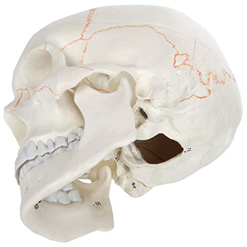 Axis Scientific Numbered Human Skull Model Bundle, 3 Part Life Size Replica, Removable Calvarium (Skull Cap), Mandible (Jaw) and 55 Numbered Features, Includes Detailed Study Guide