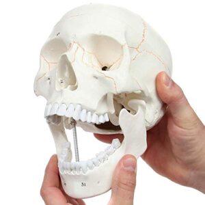 Axis Scientific Numbered Human Skull Model Bundle, 3 Part Life Size Replica, Removable Calvarium (Skull Cap), Mandible (Jaw) and 55 Numbered Features, Includes Detailed Study Guide