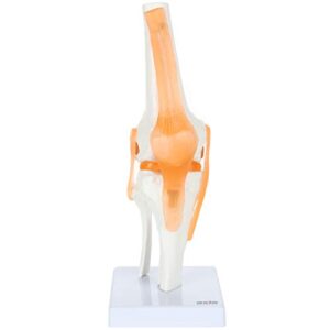 knee model anatomy - anatomically correct knee joint model with ligaments and muscles, human knee model, display movement, includes base, detailed full color product manual, made by axis scientific