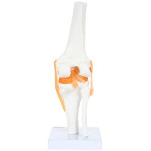 Knee Model Anatomy - Anatomically Correct Knee Joint Model with Ligaments and Muscles, Human Knee Model, Display Movement, Includes Base, Detailed Full Color Product Manual, Made by Axis Scientific