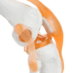 Knee Model Anatomy - Anatomically Correct Knee Joint Model with Ligaments and Muscles, Human Knee Model, Display Movement, Includes Base, Detailed Full Color Product Manual, Made by Axis Scientific