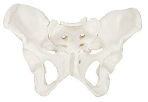 axis scientific skeletal model of the female pelvis | cast from a real human pelvis skeleton | life size model shows important anatomy of the pelvic region | includes product manual