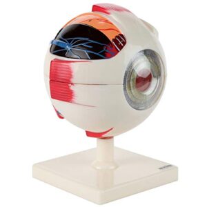 eye anatomy model | 5 times life size model dissects to 7 anatomically correct parts of eye | includes base and detailed full color product manual, made by axis scientific
