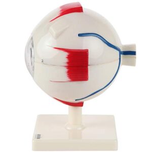 Eye Anatomy Model | 5 Times Life Size Model Dissects to 7 Anatomically Correct Parts of Eye | Includes Base and Detailed Full Color Product Manual, Made by Axis Scientific