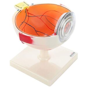 Eye Anatomy Model | 5 Times Life Size Model Dissects to 7 Anatomically Correct Parts of Eye | Includes Base and Detailed Full Color Product Manual, Made by Axis Scientific