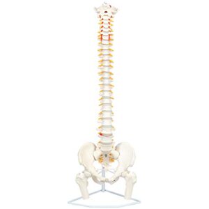 axis scientific full size ultra flexible spine model with removable femur heads - comprehensive spine anatomy model with nerves, ideal for chiropractic practice and medical education
