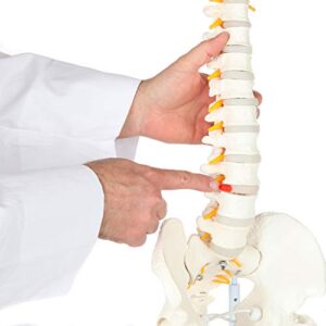 Axis Scientific Full Size Ultra Flexible Spine Model with Removable Femur Heads - Comprehensive Spine Anatomy Model with Nerves, Ideal for Chiropractic Practice and Medical Education