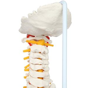 Axis Scientific Full Size Ultra Flexible Spine Model with Removable Femur Heads - Comprehensive Spine Anatomy Model with Nerves, Ideal for Chiropractic Practice and Medical Education