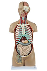 axis scientific 18-part premium unisex human torso model | detailed life-size human body model has 18 removable human organs | includes detailed product manual