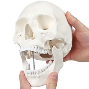 axis scientific human skull model life size, 3-part medical anatomical skull replica includes skull cap with external and interior structures, detailed product manual for medical students, study