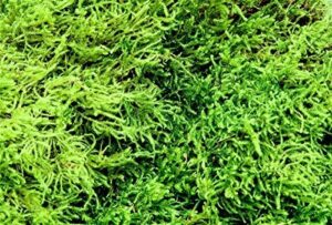 appalachian emporium's feather & sheet moss 1 quart for terrariums vivariums bonsai reptile