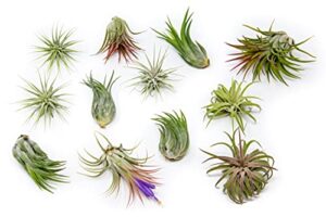 12 pack assorted ionantha air plants - wholesale and bulk - succulents - live tillandsia - easy care indoor and outdoor house plants