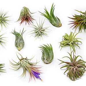 12 Pack Assorted Ionantha Air Plants - Wholesale and Bulk - Succulents - Live Tillandsia - Easy Care Indoor and Outdoor House Plants