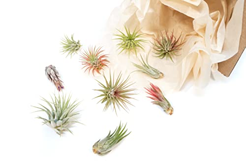 12 Pack Assorted Ionantha Air Plants - Wholesale and Bulk - Succulents - Live Tillandsia - Easy Care Indoor and Outdoor House Plants