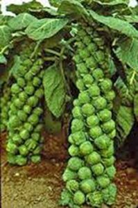 brussel sprouts seed, churchill, heirloom, non gmo, 25+ seeds, early sprouting, country creek acres