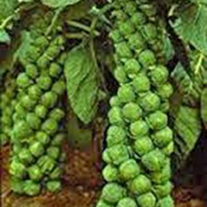 Brussel Sprouts Seed, Churchill, Heirloom, Non GMO, 25+ Seeds, Early Sprouting, COUNTRY CREEK ACRES