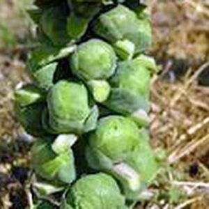 Brussel Sprouts Seed, Churchill, Heirloom, Non GMO, 25+ Seeds, Early Sprouting, COUNTRY CREEK ACRES