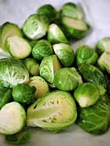 Brussel Sprouts Seed, Churchill, Heirloom, Non GMO, 25+ Seeds, Early Sprouting, COUNTRY CREEK ACRES