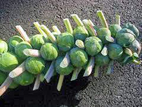 Brussel Sprouts Seed, Churchill, Heirloom, Non GMO, 25+ Seeds, Early Sprouting, COUNTRY CREEK ACRES