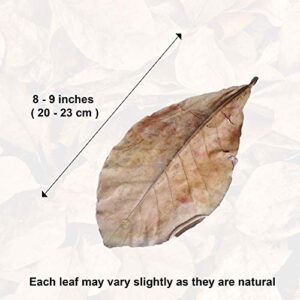 SunGrow 10 Pcs Large Catappa Indian Almond Leaves for Fish Aquarium Tank, 8-Inches, Leaf for Successful Breeding & Creating Rainforest Environment, Water Conditioner Leaves for Shrimps, Betta