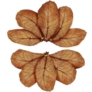 sungrow 10 pcs large catappa indian almond leaves for fish aquarium tank, 8-inches, leaf for successful breeding & creating rainforest environment, water conditioner leaves for shrimps, betta