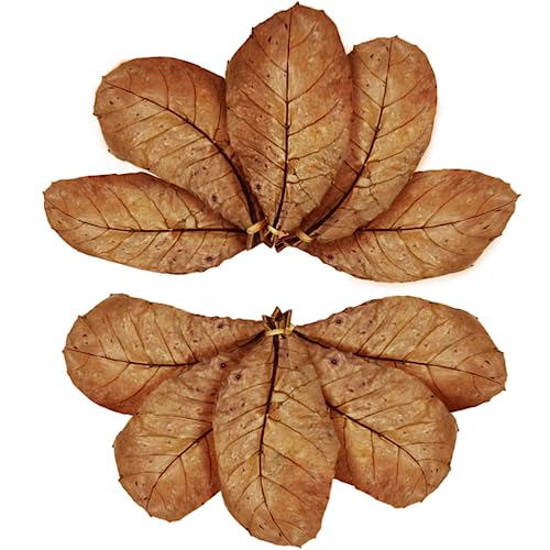 SunGrow 10 Pcs Large Catappa Indian Almond Leaves for Fish Aquarium Tank, 8-Inches, Leaf for Successful Breeding & Creating Rainforest Environment, Water Conditioner Leaves for Shrimps, Betta