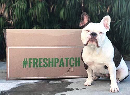 Fresh Patch XL - Real Grass Pee and Potty Training Pad for Large Dogs and Multi-Dog Households - Indoor and Outdoor Use - 48 Inches x 24 Inches