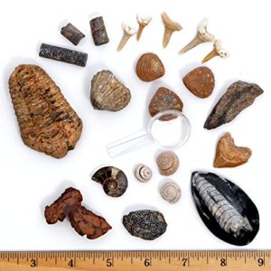 dancing bear fossil collection kit (12 different types of specimens): trilobite, dinosaur bone, shark teeth, coprolite (fossilized turtle poop) fossil id book, magnifying glass, stem science set, made in the usa