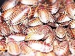 100 small dubia roach feeders 1/2""