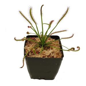 cape sundew - drosera capensis - carnivorous plant 3" pot