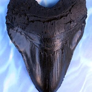 Massive 6-Inch Megalodon Shark Tooth, with serrations(Replica)